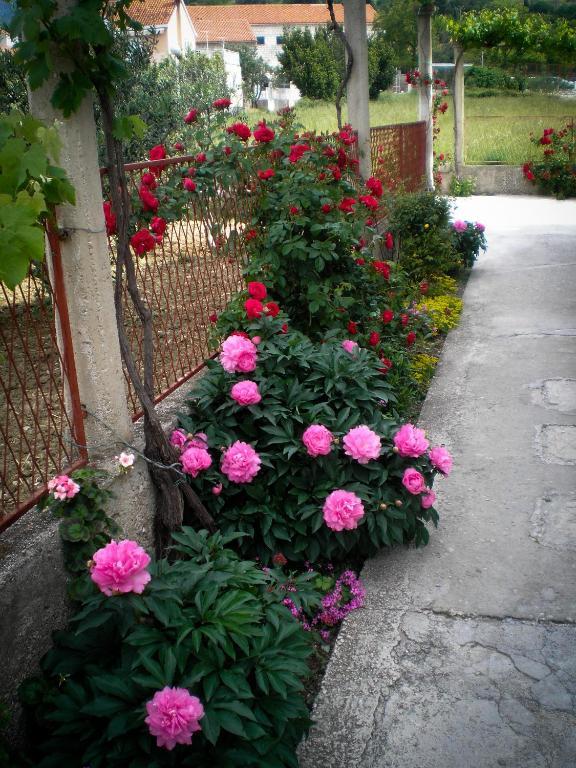 Francesca Guesthouse Mlini Buitenkant foto